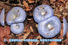 可食用野生菌大全，你认识多少，吃过多少，你还知道别的吗视频封面