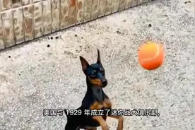 小鹿犬，原产地德国。在所有犬类智商排名第37位。#萌宠推荐官