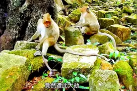 视频来源于网络，国内不允许饲养，遵纪守法，保护动物#猴宝宝视频封面