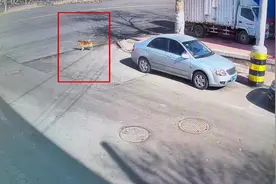 要不是亲眼所见！我是万万不敢相信柴犬这么能跑！（跑丢柴犬后续视频封面