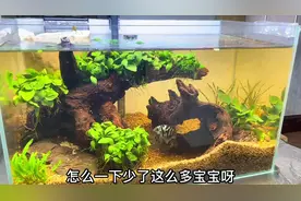 小鱼吸到过滤里啦救命啊！#迷你鹦鹉鱼视频封面