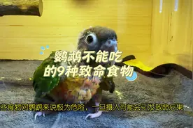 鹦鹉不能 吃的9种食物 这些食物对鹦鹉来说极为危险
