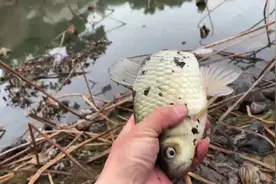 回家过年，不钓鱼怎么行？初一钓，初二钓，初三初四也要钓。