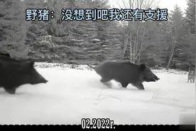 猪群vs狼群#神奇动物在抖音 #动物世界 #奇妙的动物 #野猪#狼视频封面