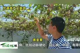 海南金垦地 忧遁草基地 #忧遁草 #茶叶  #金垦地 #养生