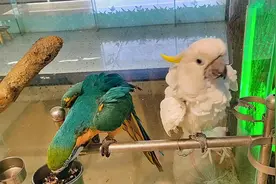 #会说话的鸟 #金刚鹦鹉#葵花鹦鹉