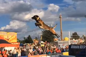 我国在编七大警犬介绍#乐南服务群众工作室  #忠诚卫士 #工作犬视频封面