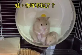 仓鼠妈妈带着宝宝跑滚轮，小仓鼠摔了一下又一下！#养鼠日常分享视频封面