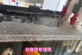 看看我的兰寿都长得多大啦#现场实拍 #萌宠 #水族