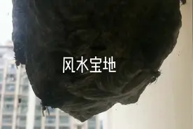 听说谁家窗角有蜂巢，预示着位置风水好、有财运和幸福来临。