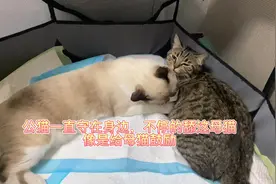 猫生孩子全过程#猫咪的迷惑行为 #猫生崽视频封面