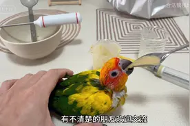 鹦鹉如何喂奶？是勺子好还是针管好的选择，#小太阳鹦鹉