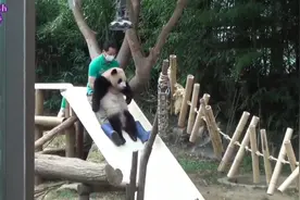 大熊猫福宝 奶爸教福宝玩滑梯#国宝熊猫 #大熊猫福宝视频封面