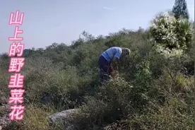 野韭花和家韭花味道真的不一样！