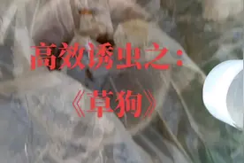 广西客户的收穫视频。蝼蛄是害虫。不受法律保护的视频封面