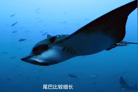 第147集 | 纳氏鹞鲼，最长达3米，嘴似鸭嘴，尾巴细长