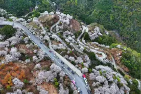 导航四明山大桥看樱花#周边游 #赏花春游好去处