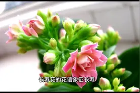 #母亲节 最适合送的6种花 #母亲节送礼送到心坎里 #康乃馨视频封面