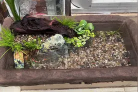 不插电养小鱼，古法水陆造景之猪食槽篇#古法养鱼 #鱼缸造景