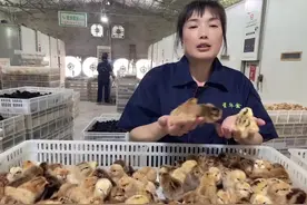 高产麻羽绿壳蛋鸡，年产蛋数220-250枚，成年的毛色是黄红色