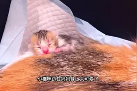 一只猫咪居然生出一窝完全不同花色的小猫#萌宠 #猫咪视频封面