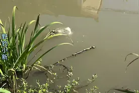 毫不起眼的马路边，鳊鱼居然连杆不停，旁边的大爷都看急眼了视频封面