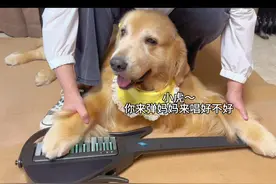 我的小狗为我伴奏啦！#金毛 #小狗伴奏