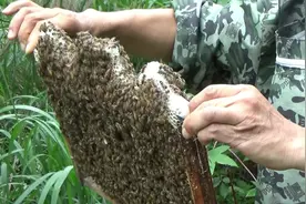看看怎样给蜜蜂分箱，场面难得一见，走过路过千万不要错过