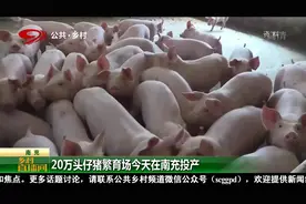 20万头仔猪繁育场在南充投产，占地面积约640亩视频封面