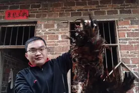 明明养的一只公鸡，一直不会鸣叫今晚杀了吃了，才知道是什么原因视频封面