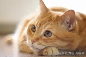 让主子猫咪安静下来的催眠曲，不信放给你的主子试试？