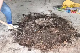 黄土也能秒变疏松透气的营养土，配方：黄土+老三样+一个宝贝！