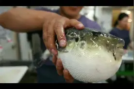 河豚为什么会肚子大，会吐水？河豚生气的瞬间我听到了充气的声音