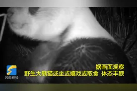 超萌！野生大熊猫现身四川绵竹，或坐或嬉戏取食，憨态可掬惹人爱视频封面
