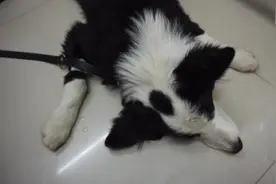 患犬瘟的边牧神经开始抽搐，无力回天，主人请求安乐死视频封面