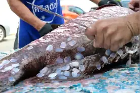 200多斤巨型石斑鱼，1.5万人民币一条，看看老板是怎么处理的视频封面