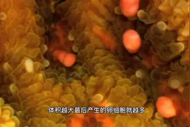 你知道吗？黄鳝可以改变自己的性别！雌鱼变成了雄鱼视频封面