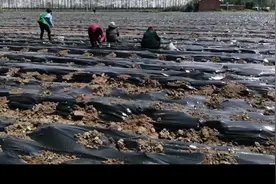 种植菊花发家致富，55亩地年入几十万…视频封面