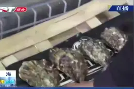 劣质生蚝高价卖，犯罪团伙以假乱真，外观上的这个细节可辨别视频封面