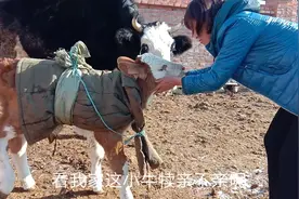 才降生的小牛犊想吃奶却分不清谁是它妈了，还得大人来帮助它