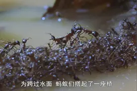 纪录片：蚂蚁特别害怕水，但它们利用树叶和身体搭起了一座桥