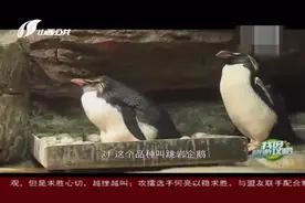 我的旅游攻略：几分钟让你爱上青岛极地海洋世界，快来大开眼界