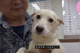 狗狗亲眼目睹同伴被杀，看完狗狗开始了流浪之行，救助屠宰场狗狗视频封面