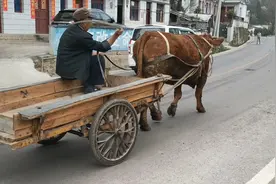 大爷太有才了，自己制作了一个牛拉的车，这种车子有多少钱见过视频封面