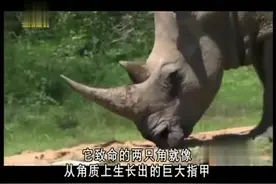 成年犀牛体重大约3吨，每天能吃80公斤的草，犀牛的角能长到1米