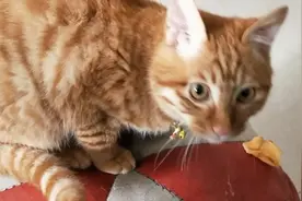 猫粮快断了，发现猫咪这种食物也很爱吃，可以代替猫粮啦