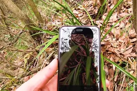 如何用手机识别花草，一看就会，神奇又方便，赶紧拿起手机试试吧