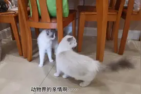 母子相认！小猫时隔一个月和猫妈妈见面是什么样子？场面让人无语