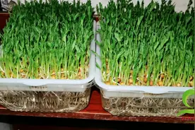 在家种芽苗菜怎样防治小飞虫