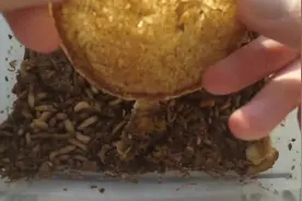 再次证明蛆虫是一切食物的最高效分解者视频封面